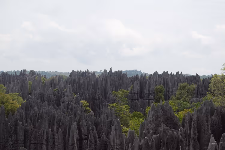 Tsingy de Bemaraha steinskog, Madagaskar
