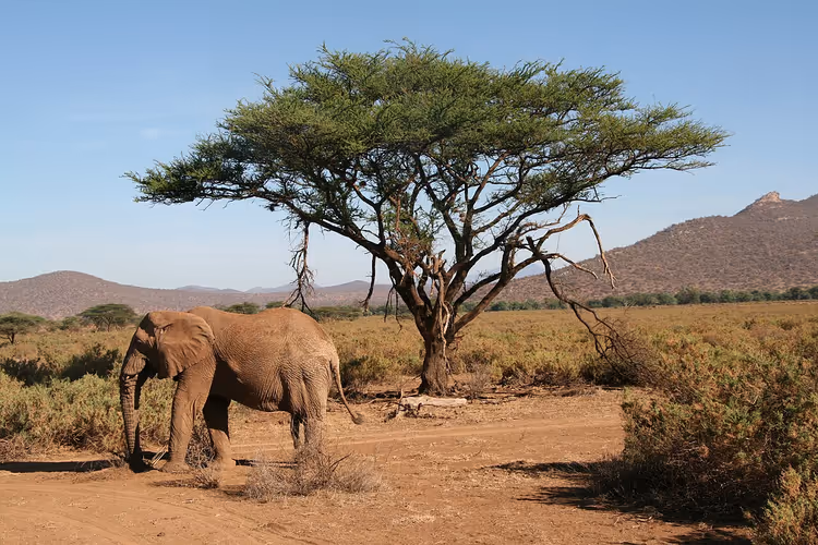 Elefant under en akasie på den tørre Samburu-savannen