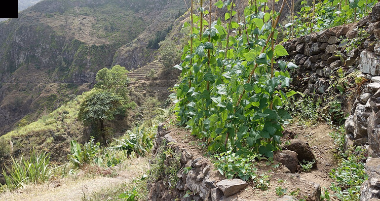 sentier de randonnée à travers les terrasses de la vallée de Paul
