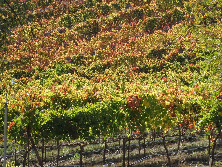 Herbstlicher Weinberg im Russian River Valley