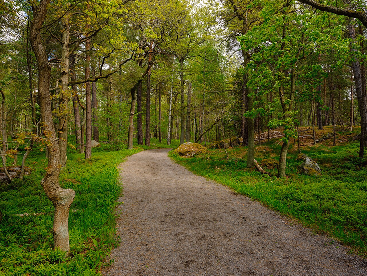 Spazierweg durch grünen Wald auf Djurgården