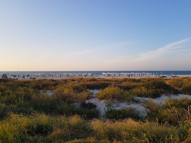 Sanddyner med gress og Saadiyat-stranden med parasoller