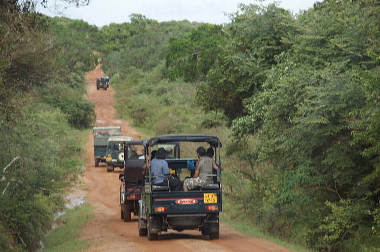 Safari-Jeep-Kolonne auf einer Schotterpiste in Yala