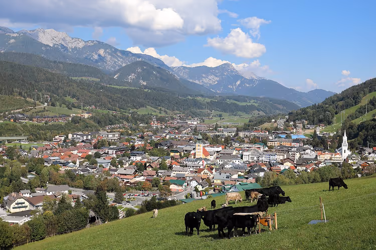 Panorama av Schladming med kyr på en eng