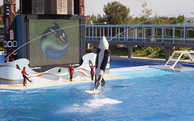Spekkhogger som hopper ut av vannet under et show i SeaWorld