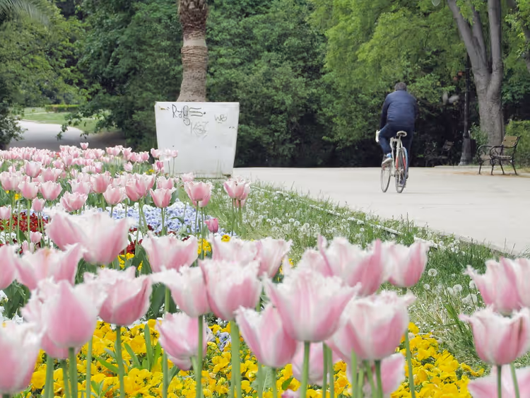 Tulipanbed i Havnehagen i Varna