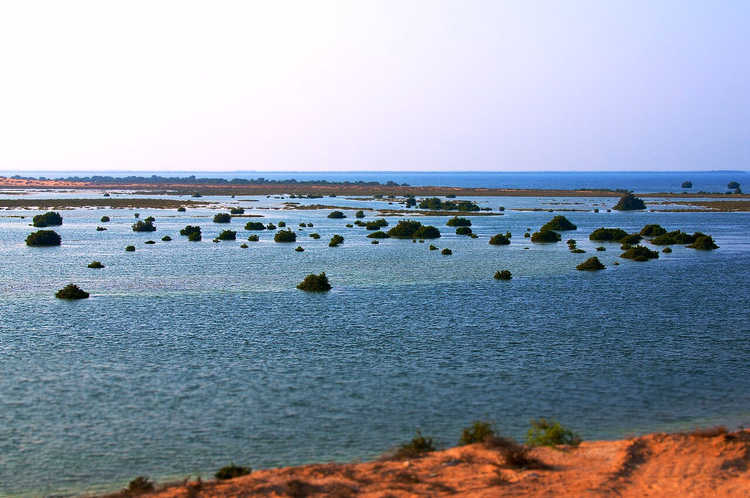 Umm Al Quwain-lagunen med mangroveøyer