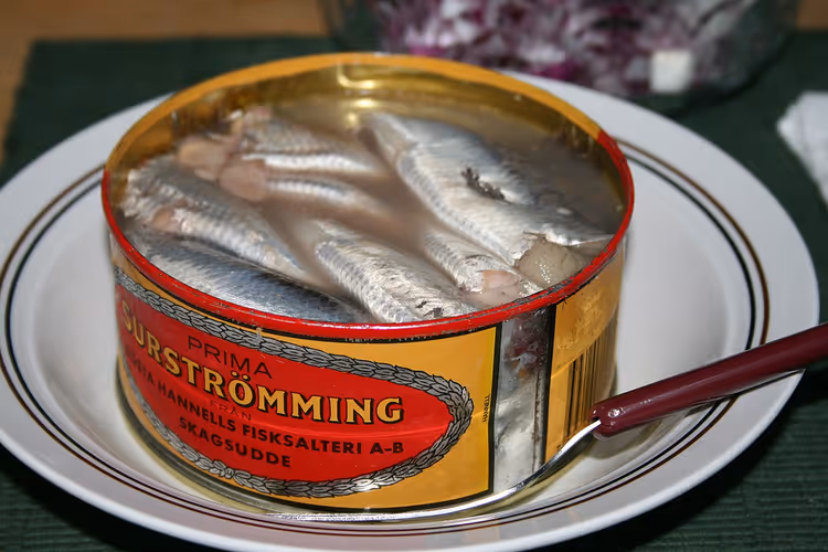 Tabakta ringa balığı ile açılmış surströmming konservesi