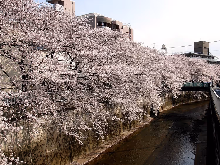 Ciliegi in fiore sul fiume Shakujii a Nerima