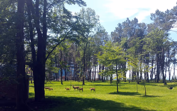 Hert in het park van Shekvetili tussen de bomen