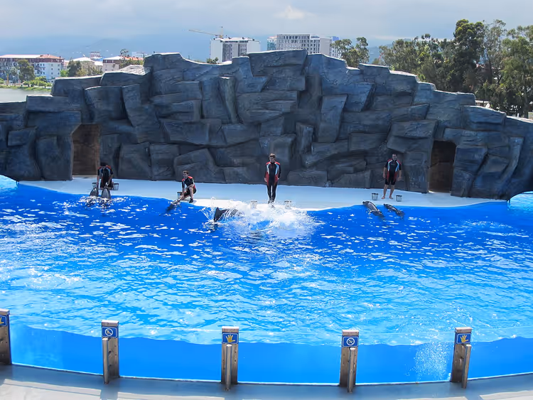 Delfinshow i delfinariets basseng