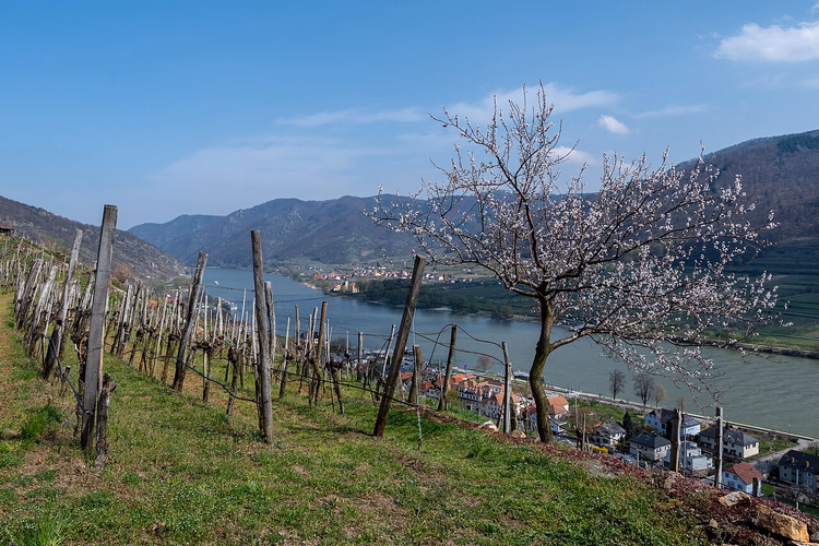 Blühender Marillenbaum über der Donau bei Spitz