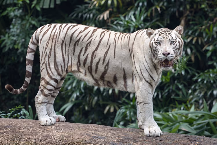 Witte tijger staand op een boomstam te midden van tropisch groen