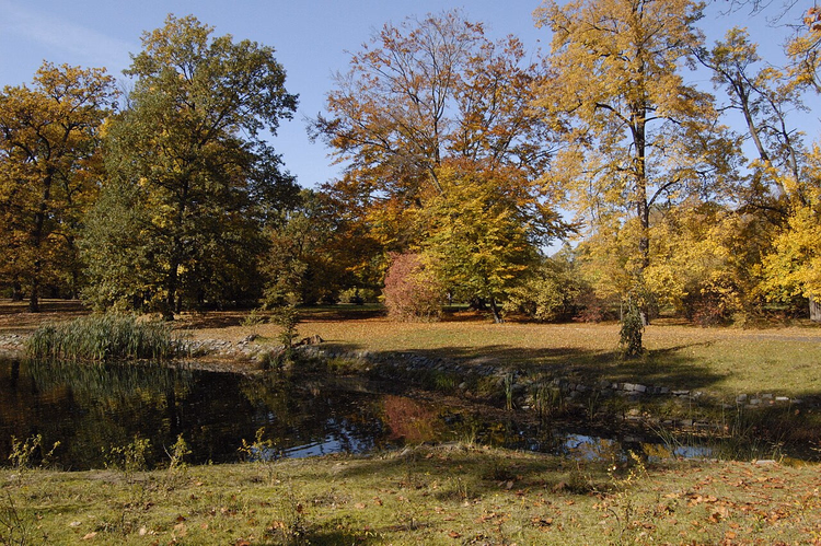Dam blant høsttrær i Szczytnicki-parken