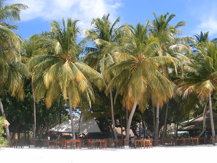 Strand met palmbomen en restaurant op Vabbinfaru