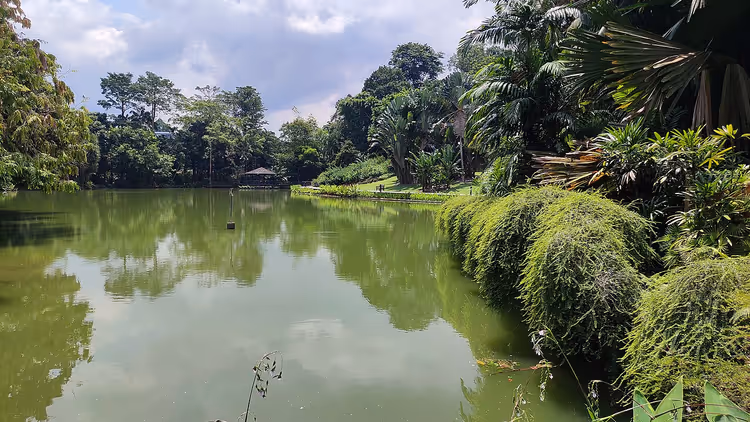 Groen meer in een tropisch park met een prieel