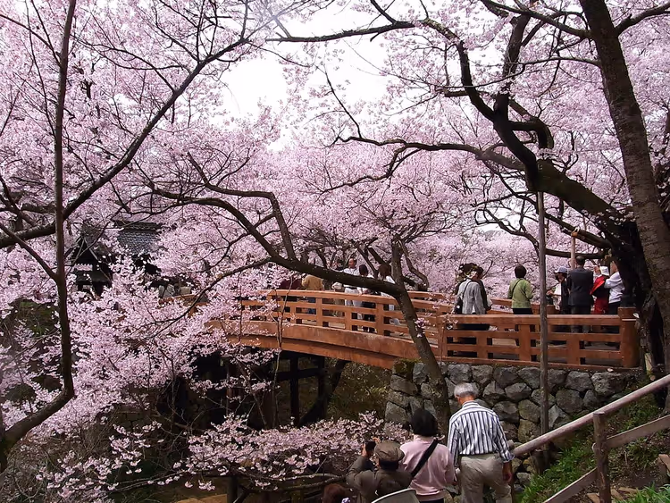 Kirschblüten im Takato-Ruinenpark