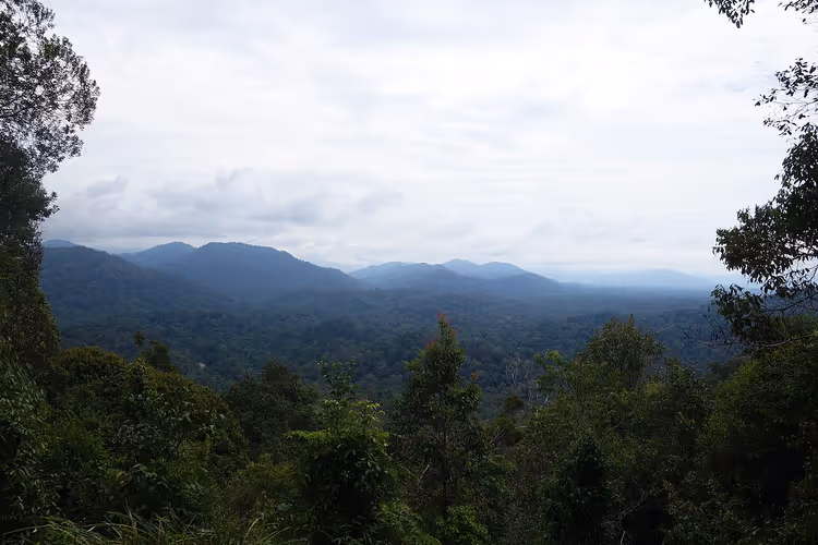 Panorama de la forêt tropicale de Taman Negara depuis une colline