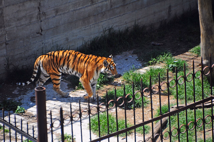 Tijger die door zijn verblijf in de dierentuin van Tbilisi loopt