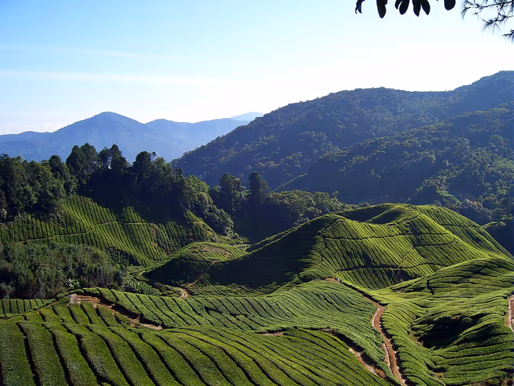 Piantagioni di tè delle Cameron Highlands in montagna