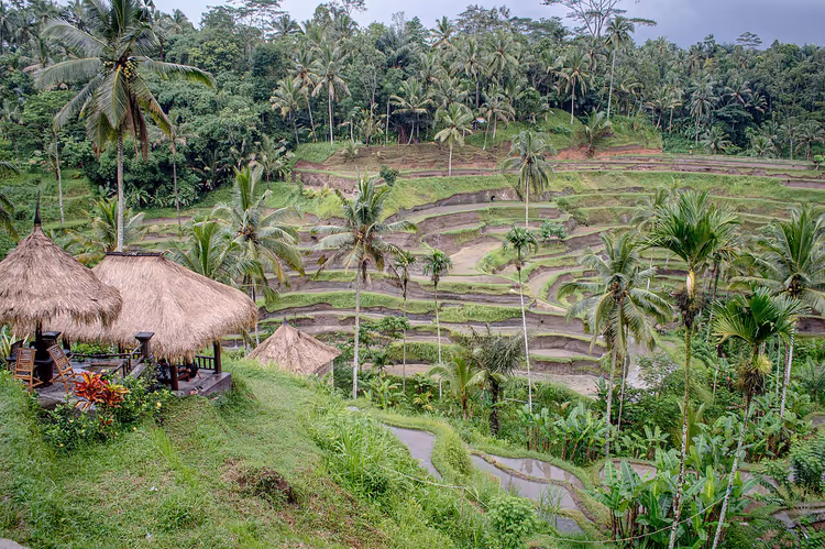 Tegallalang rijstterrassen tussen palmbomen op Bali