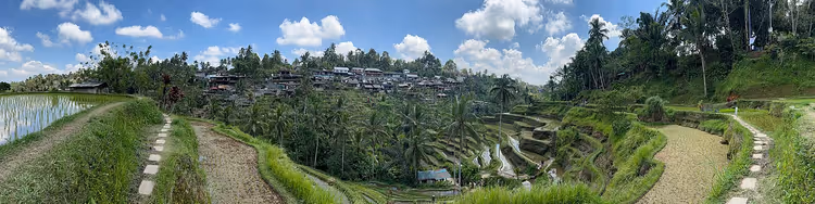 Reisterrassen von Tegallalang auf Bali
