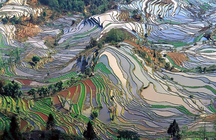 Yunnan'da suyla dolu Honghe Hani Pirinç Terasları