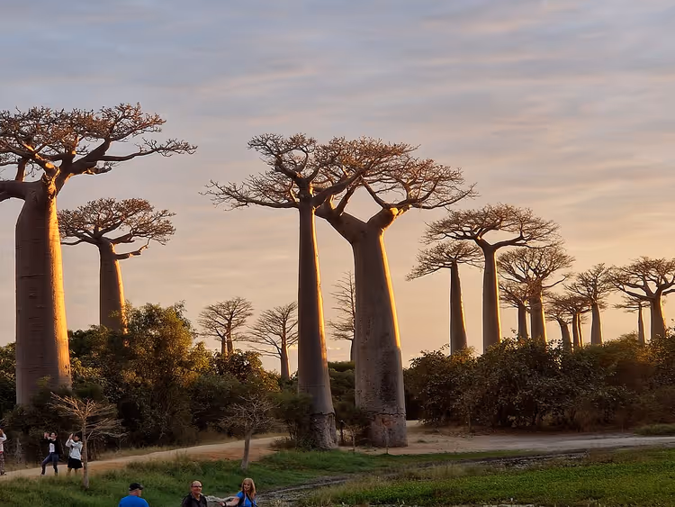 Baobabtrær langs veien ved daggry i Morondava