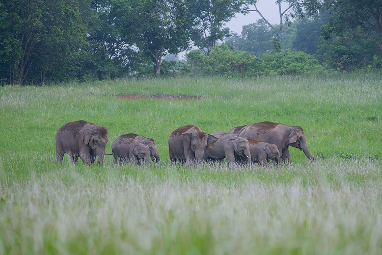 Manada de elefantes selvagens numa clareira na Tailândia