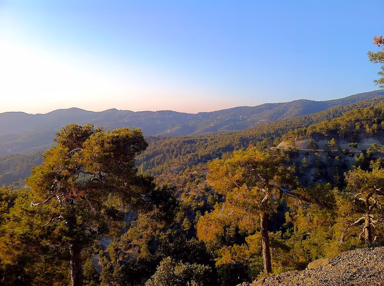 Kiefern an den Berghängen des Troodos