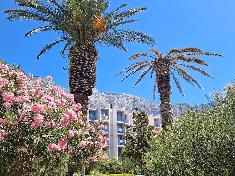 Hotellbygg blant palmer og blomstrende oleander