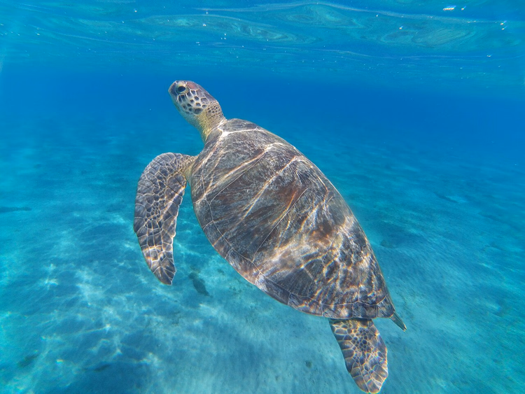 Groene zeeschildpad zwemmend in turquoise water