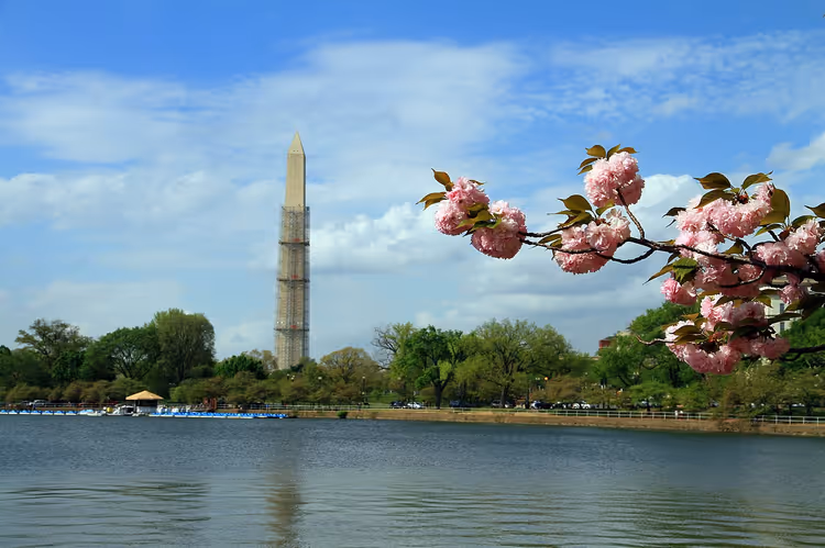 Kiraz çiçekleri ve Washington Anıtı ile Tidal Basin