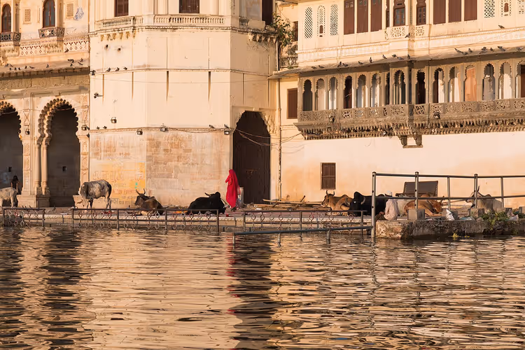 Koeien op de ghat aan het meer in Udaipur