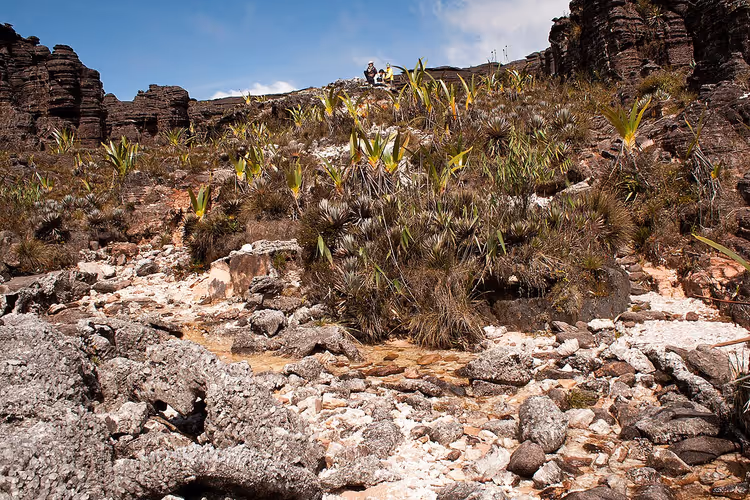 Vale de Cristal com rochas e bromélias no planalto do Roraima