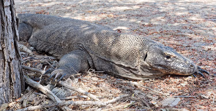 Komodovaraan die op de grond bij een boom ligt