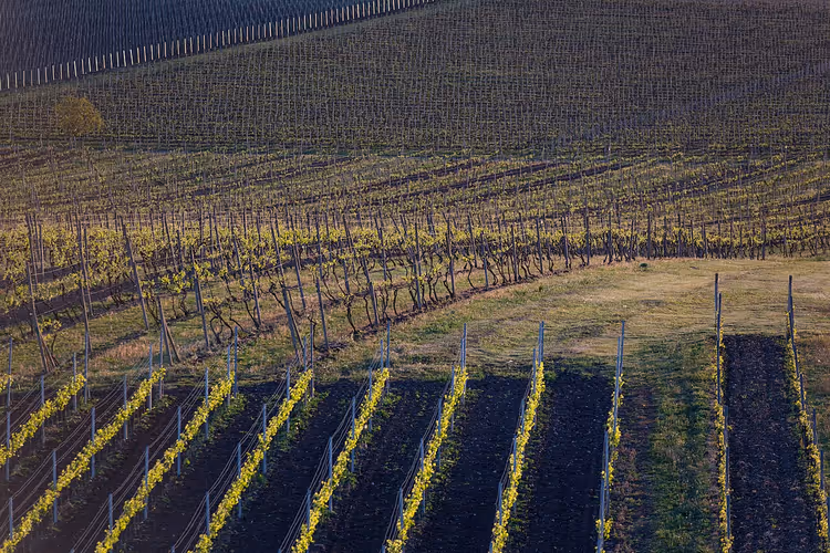 Weinberge in Südmähren