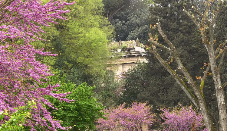 Park mit blühenden violetten Bäumen und einem Steinbogen