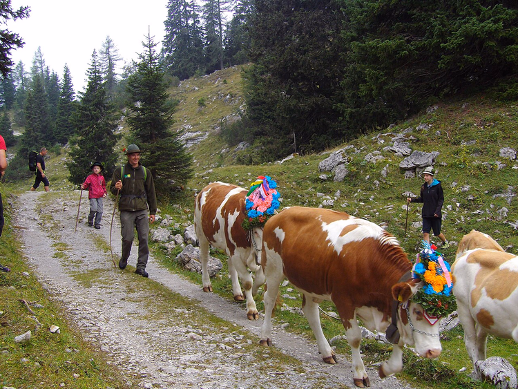Mucche decorate che scendono lungo un sentiero vicino allo Hochschwab
