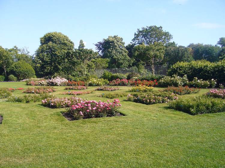 Blomstrende rosebed i Westbroekpark rosenhage