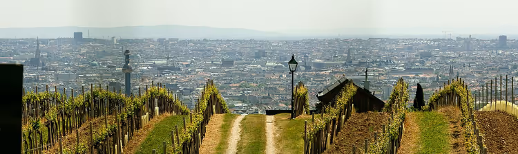 Weingärten am Nussberg in Wien