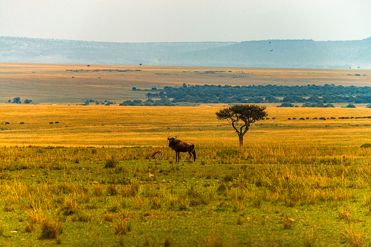 Gnuer på Maasai Mara-slettene nær et akasietre