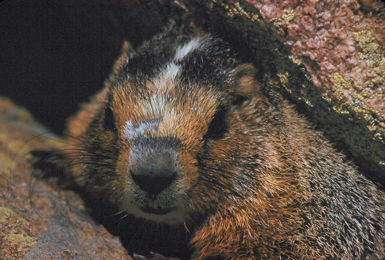 Kollakõht-marmot piilub samblikuga kaetud kivi alt