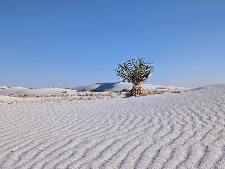Beyaz çöl kumları üzerinde sivri yapraklı yucca