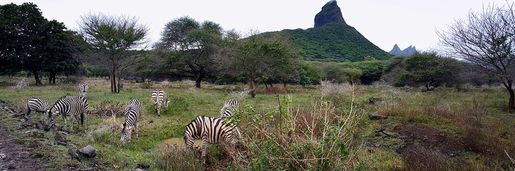 Zebra's die grazen in een park bij Rempart Peak
