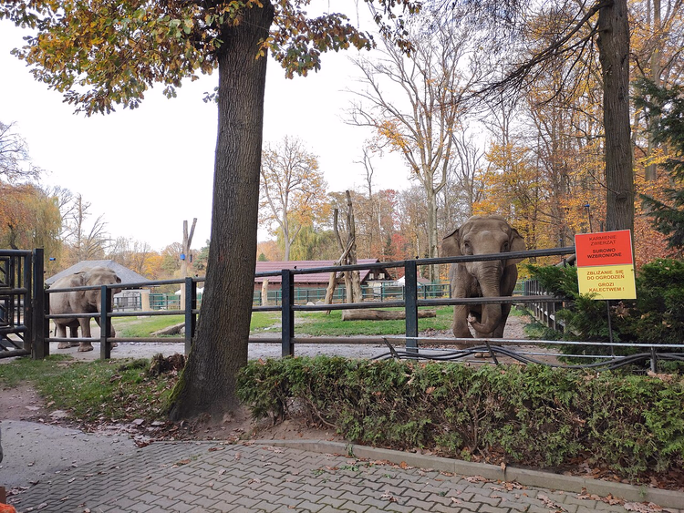 Éléphants dans l'enclos du zoo de Cracovie en automne