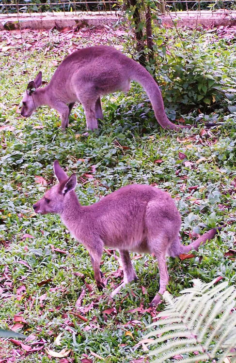 Twee kangoeroes op het gras in de Australische zone