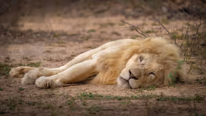 Hoedspruit Lõuna-Aafrikas: kuidas ühendada safari reisiga Kaplinna
