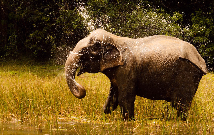 Elefante asiático rociándose con agua en el parque nacional