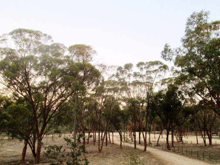 Eucalyptusbos met een pad in Nicosia